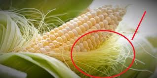 Qué sucede si consumo choclo o maíz